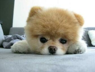 Animal Boo Pom Wallpaper Desktop Background For HD
