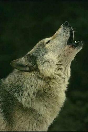 Wolf iPhone Wallpaper Best