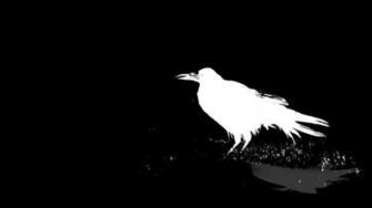 Black Bird Raven HD Wallpaper Format