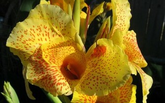 Exotic Flowers
