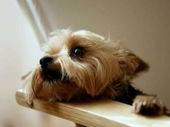 Yorkshire Terrier Wallpaper For Android Animal Planet HD