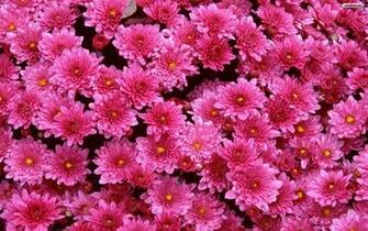 Hawaiian Spring Flowers Purple Floral Rose Flower Background Wallpaper