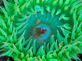 Ocean Life Wallpaper Sea Anemone Photos