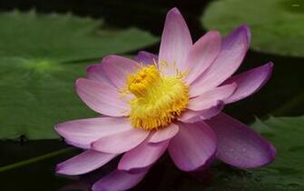 Pink Water Lily With Drops Wallpaper Flower
