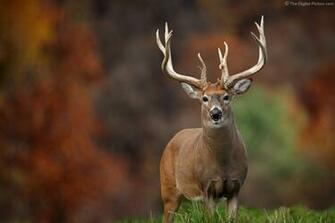 Monster Whitetail Bucks Buck Picture