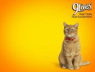 Kapanlagi Wallpaper Morris The Cat