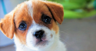 Baby Animal Face Cute Dog Puppy Wallpaper