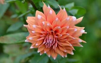 Dahlia Pink Flower Wallpaper HD For Desktop