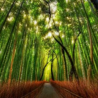 Delightful Wallpaper For iPad Mini With Retina Display It S