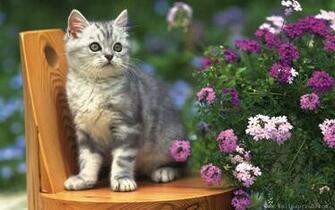Wallpaper The Cat Among Flowers Flower