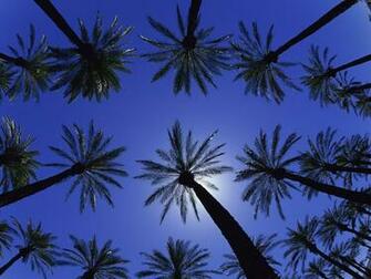 High Definition Wallpaper Photo Palm Html