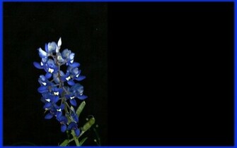 Bluebonnet Wallpaper