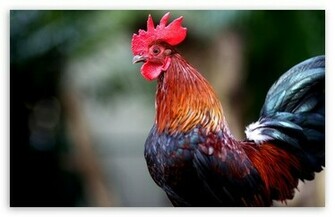 Rooster Wallpaper