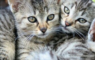 Wide Screen Animal Wallpaper Screensavers And Background