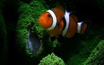 Clown Fish Wallpaper HD Net