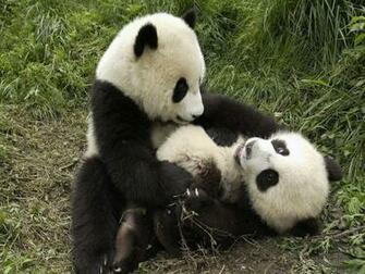 Panda Bear Wallpaper Two Giant Playing