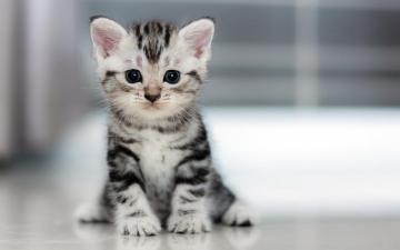 Small Kitten Wallpaper On