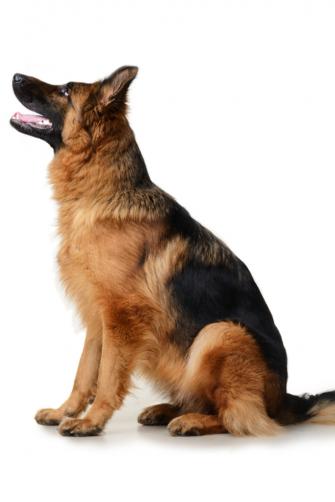 Young Fluffy German Shepherd Dog In Exhibition Standing Against