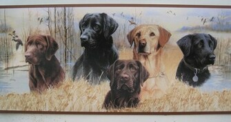 Go Back Image For Labrador Retriever Hunting Wallpaper