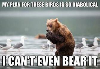 Funny Animals With Captions Cool Wallpaper