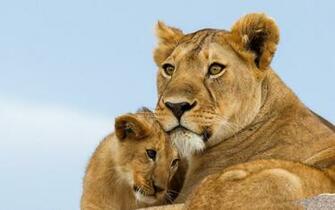 Lioness Wallpaper