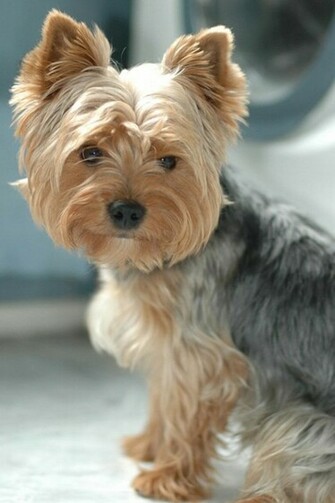 Yorkshire Terrier Wallpaper X