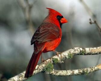 Cardinal HD Wallpaper 1080p Eagle