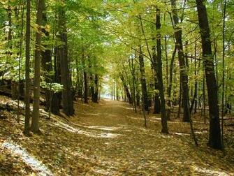 Fall Foliage In Autumn Wallpaper Background For Desktop