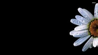 Daisy HD Wallpaper For Pc Amazing Wallpaperz