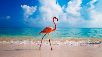 Beak Dutch Caribbean Abc Islands Sea Aruba Summer