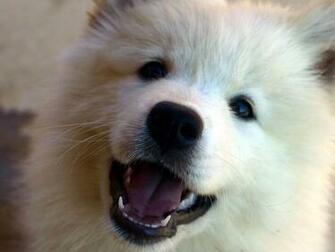 Samoyed Wallpaper