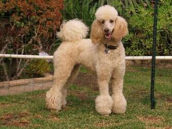 By Dogwhisperer May Pm Size Kb