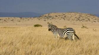Cool HD 3d Wallpaper Animals Widescreen