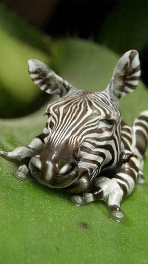 Zebra Frog Moto E Wallpaper
