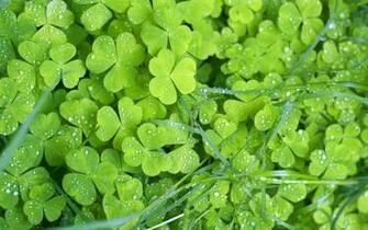 Irish Bed Wallpaper