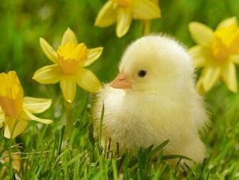 Cute Duck Wallpaper HD In High Quality