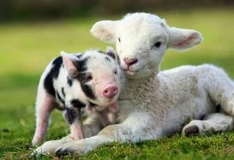 Pigs Pictures Of Pig Breeds Facts Image