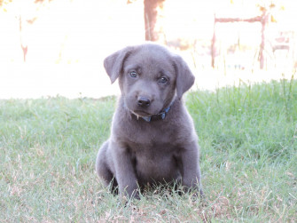Silver Lab Puppies Labs
