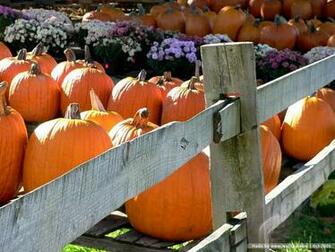 Pumpkins Halloween Scene Harvest Of Fall Pumpkin