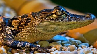 Baby Croc Wallpaper Background