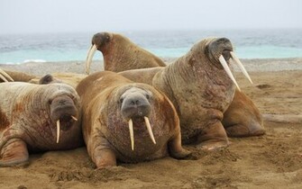 Animal Walrus Wallpaper