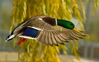 Mallard Or Wild Duck Wallpaper