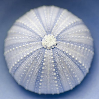 Beautiful Purple Sea Urchin Shell Wallpaper