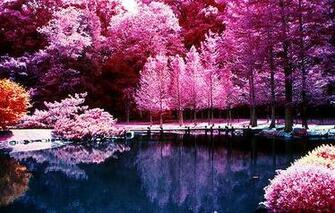 Photography Wallpaper Beautiful Nature