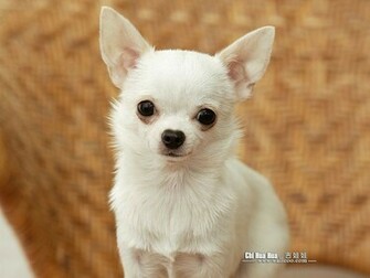Chihuahua Puppies Wallpaper Kitty Puppy