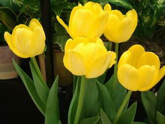 Yellow Tulip