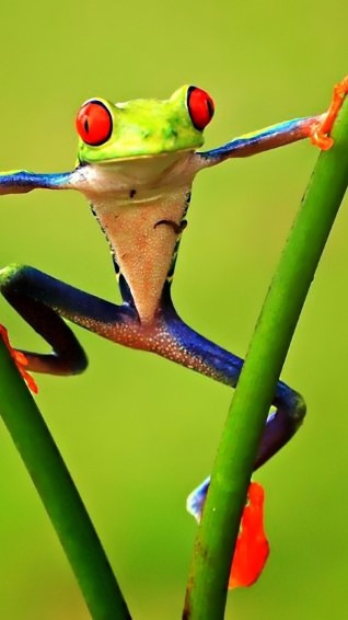 Frog Wallpaper