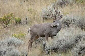 Url Picstopin Buck Mule Deer Wallpaper