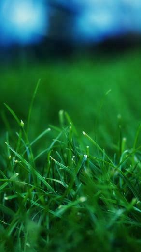 iPhone HD Wallpaper Ppt Garden