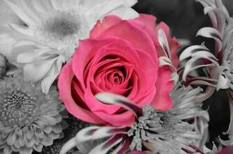 Pink And Black Flowers High Quality Resolution